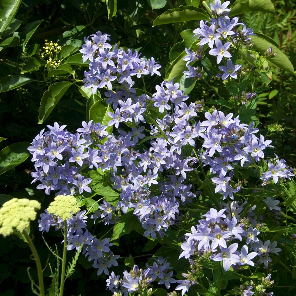 Campanula lactiflora Prichard's Variety - Campanule laiteuse 