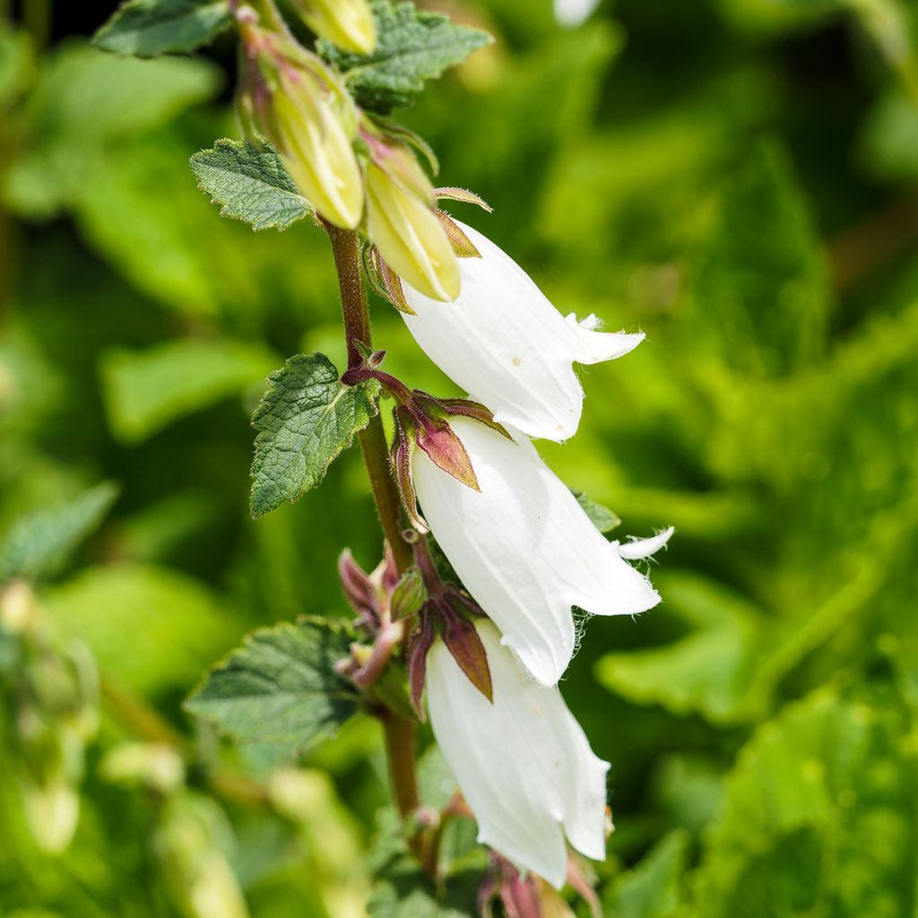 Campanule takesimana Alba