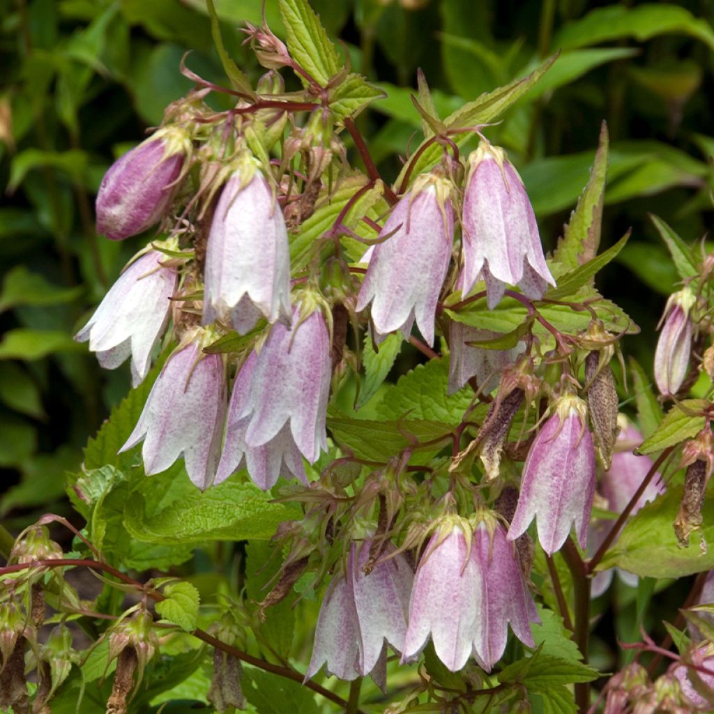 Campanule takesimana Elisabeth - Campanule de Corée