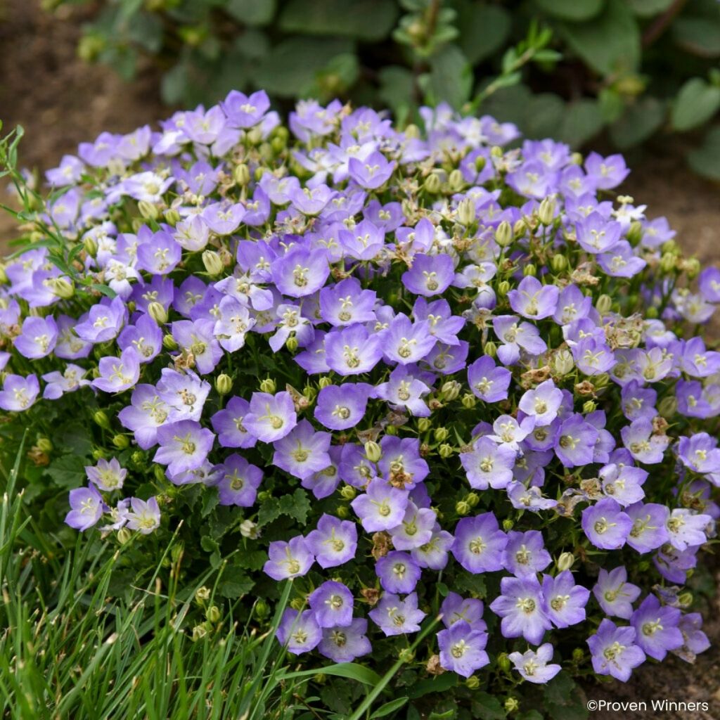 Campanule Mini Marvels Twilight - Campanule des Carpates