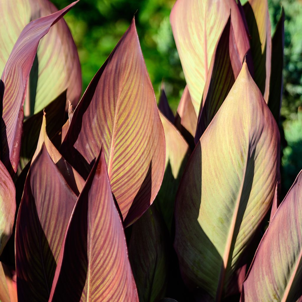 Canna Pink and Roses - Balisier