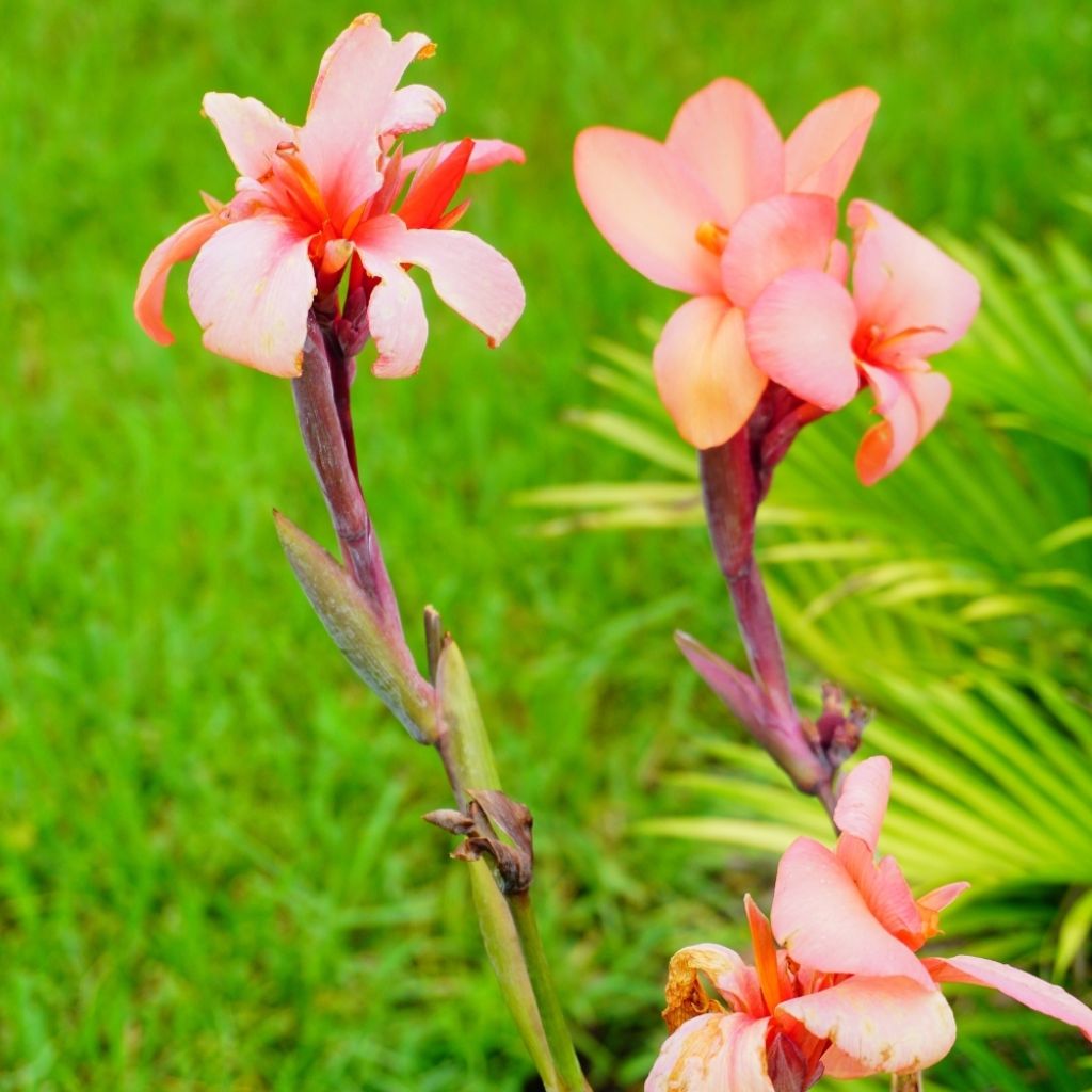Canna Mme Angèle Martin - Balisier