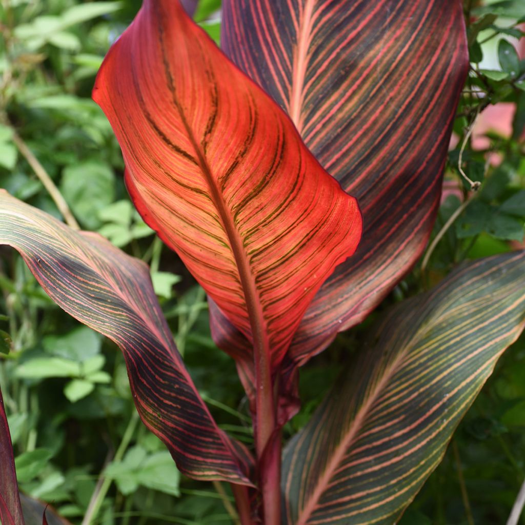 Canna Durban