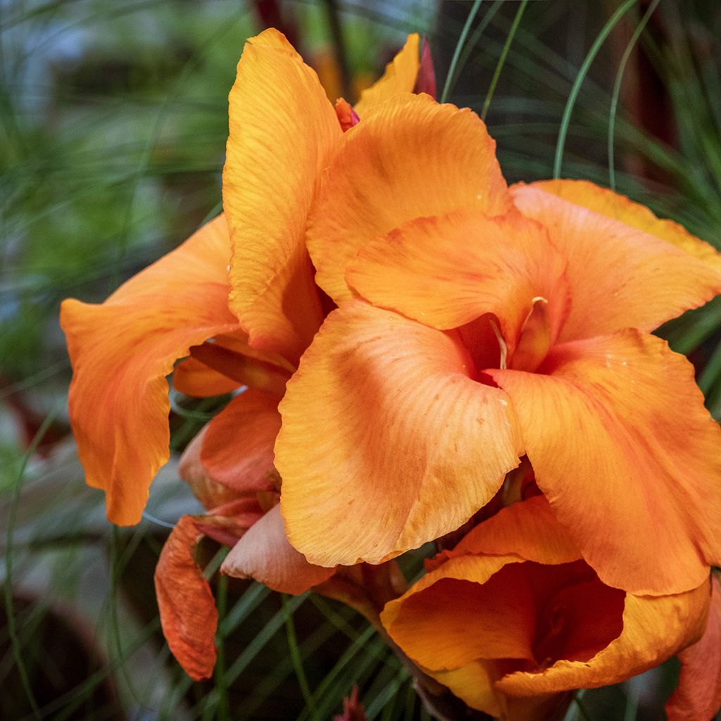 Canna Durban
