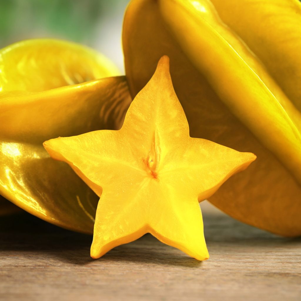 Carambolier Arkin