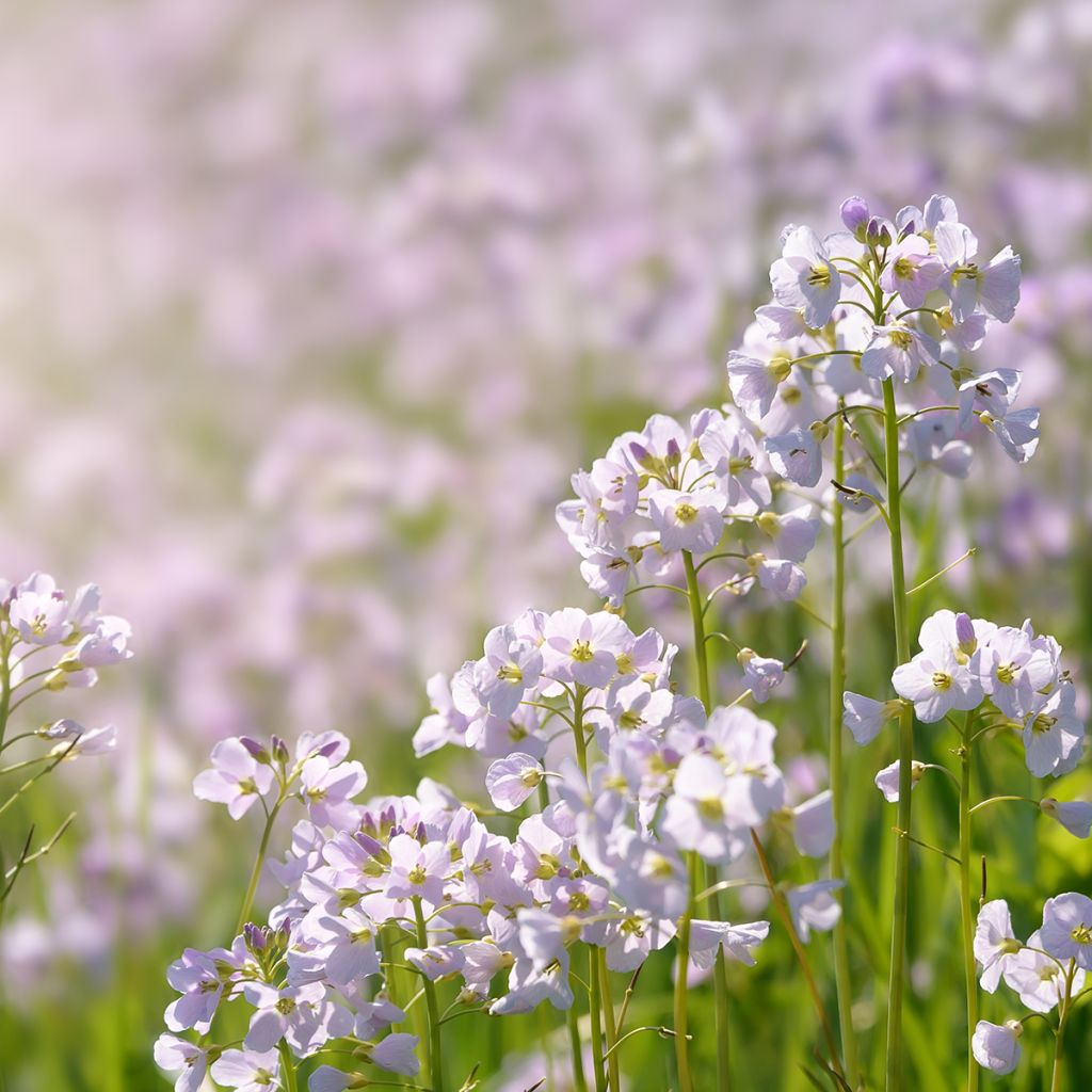 Cardamine des prés, Cresson des prés - Cardamine pratensis