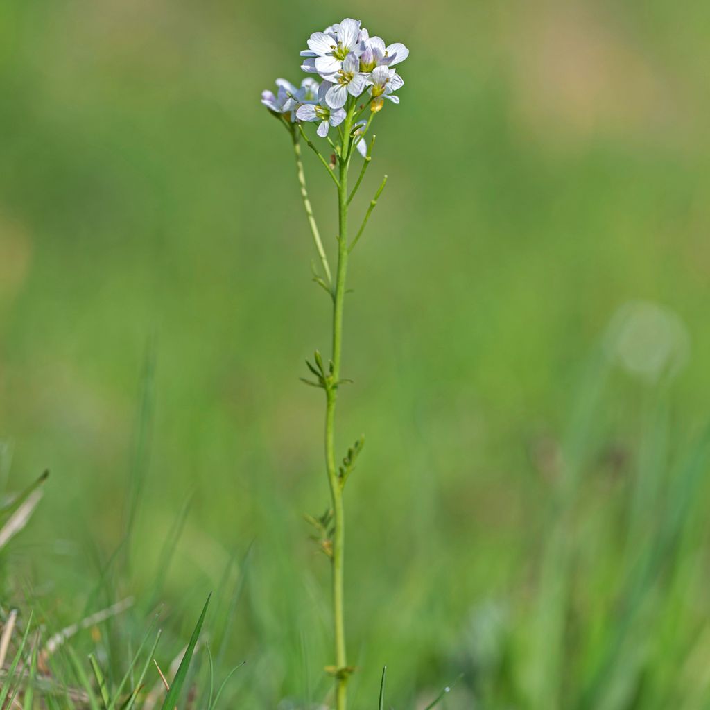 Cardamine des prés, Cresson des prés - Cardamine pratensis