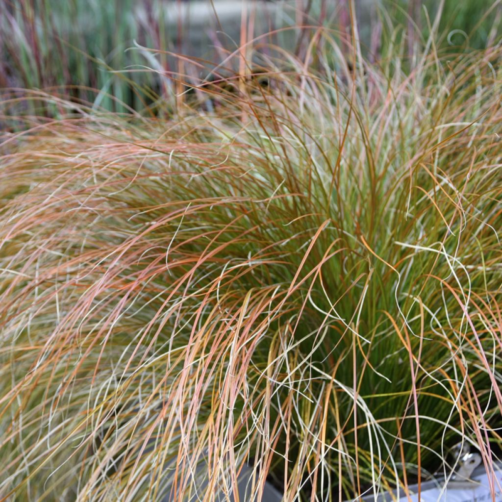 Carex testacea Prairie Fire - Laîche orange