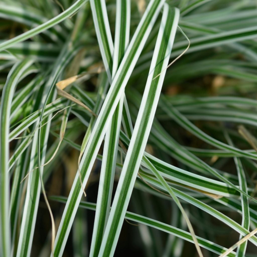 Carex oshimensis Everest® - Laîche d'Oshima