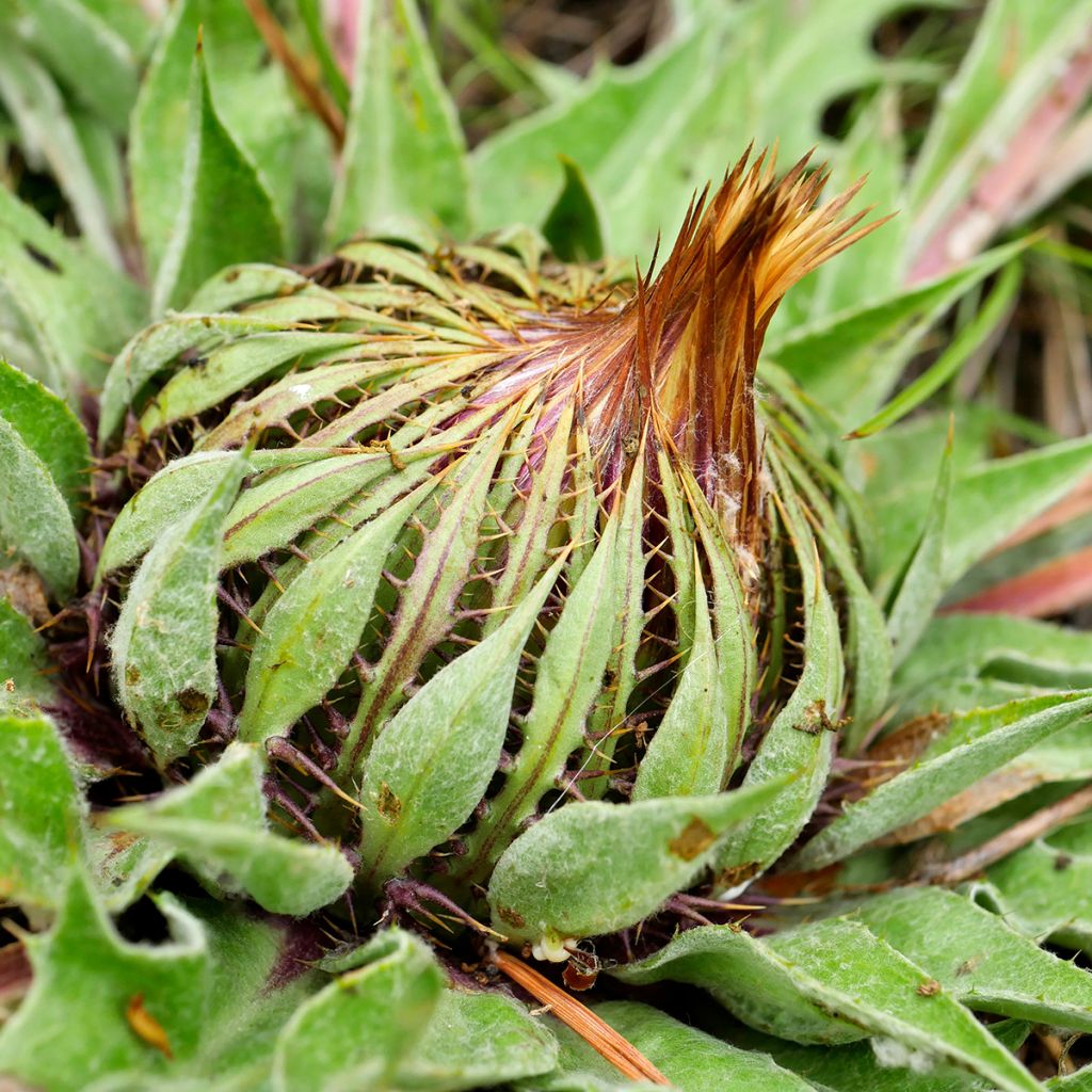 Carlina acanthifolia - Carline à feuilles d'acanthe