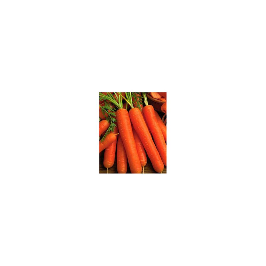 Carotte Juwarot