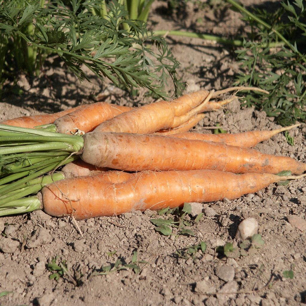Carotte Nantaise améliorée - Daucus carota