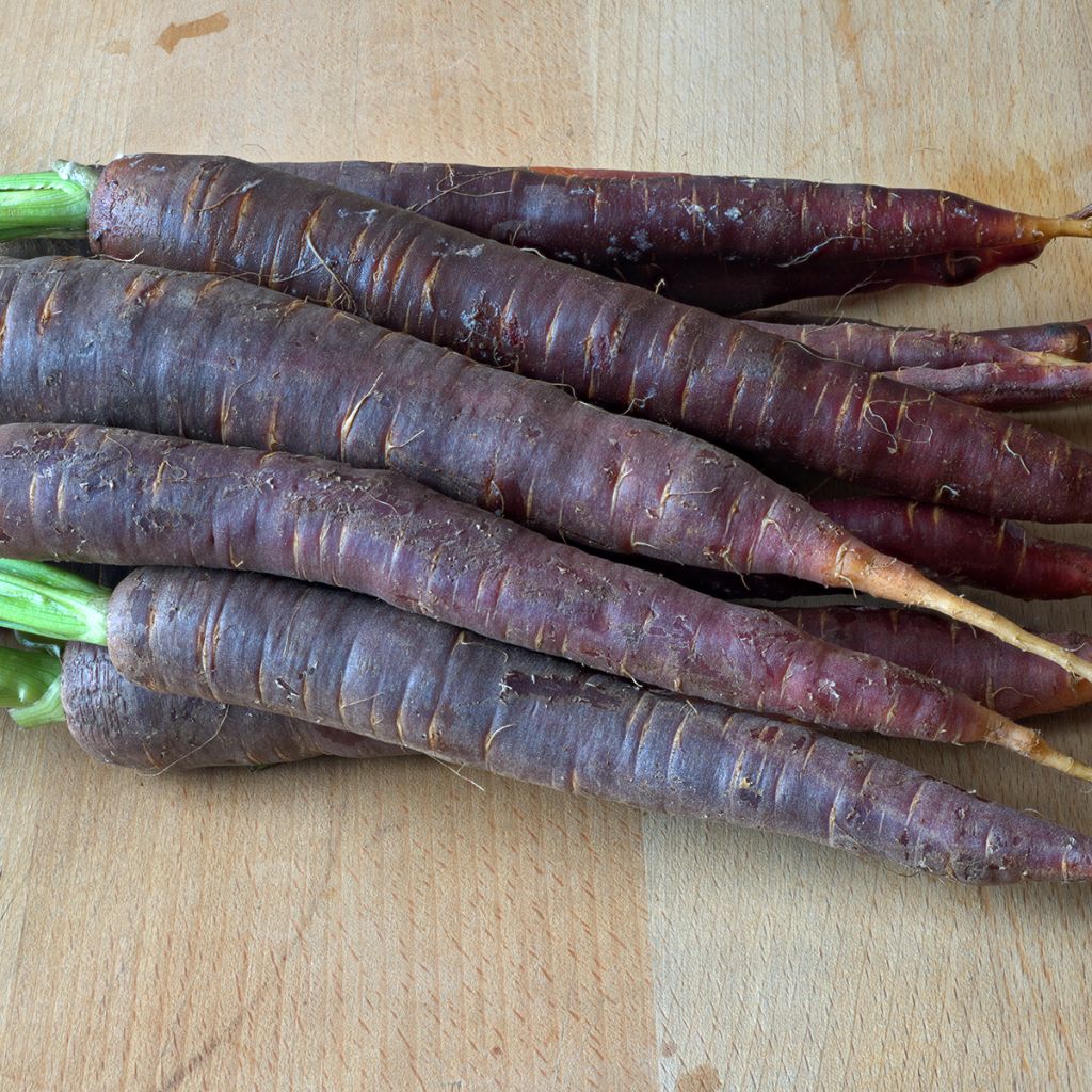 Carotte Purple Haze F1