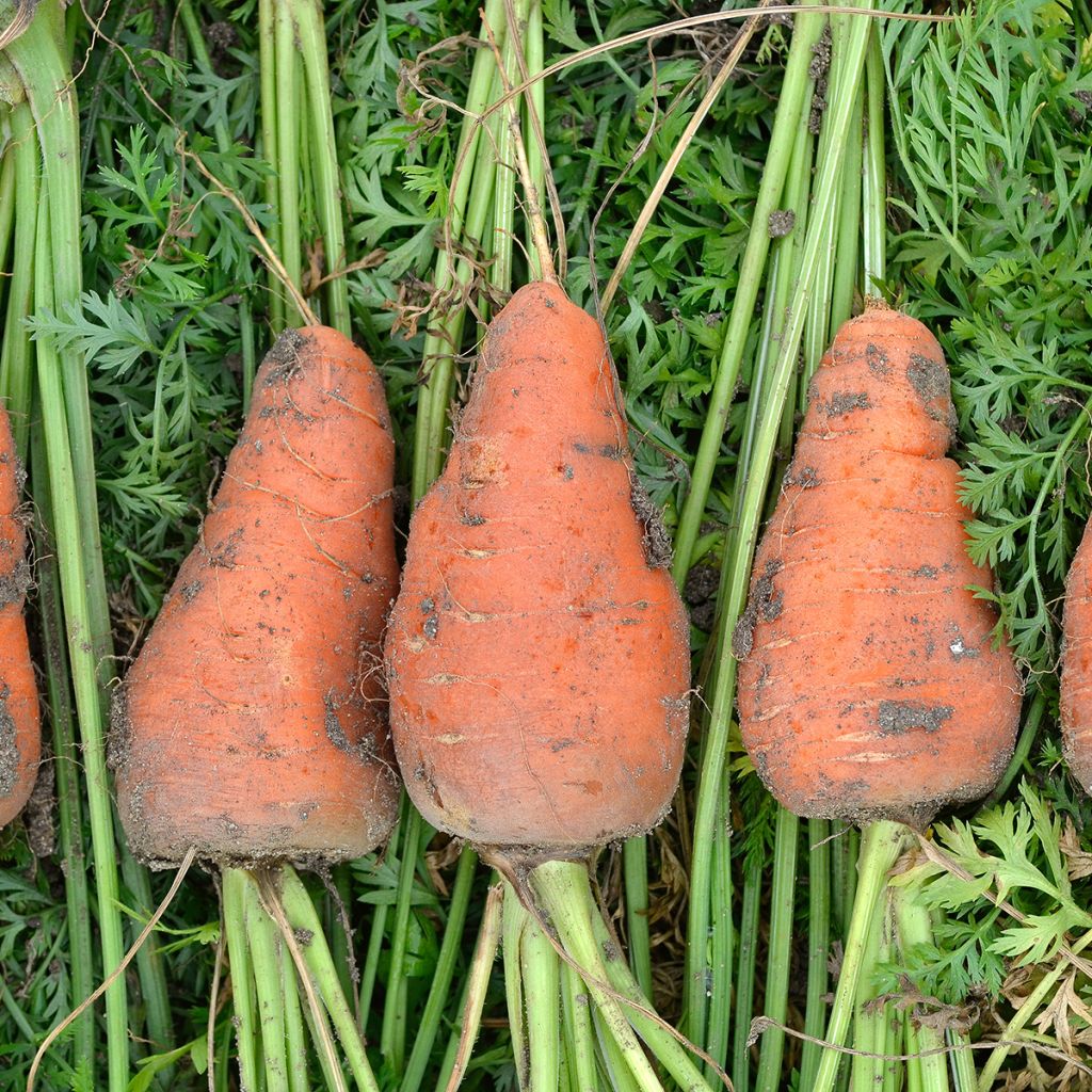 Carotte de Chantenay à coeur rouge - Daucus carota