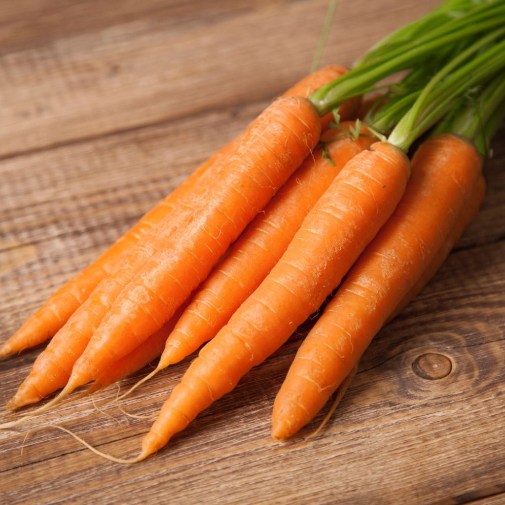Carotte Touchon - Daucus carota