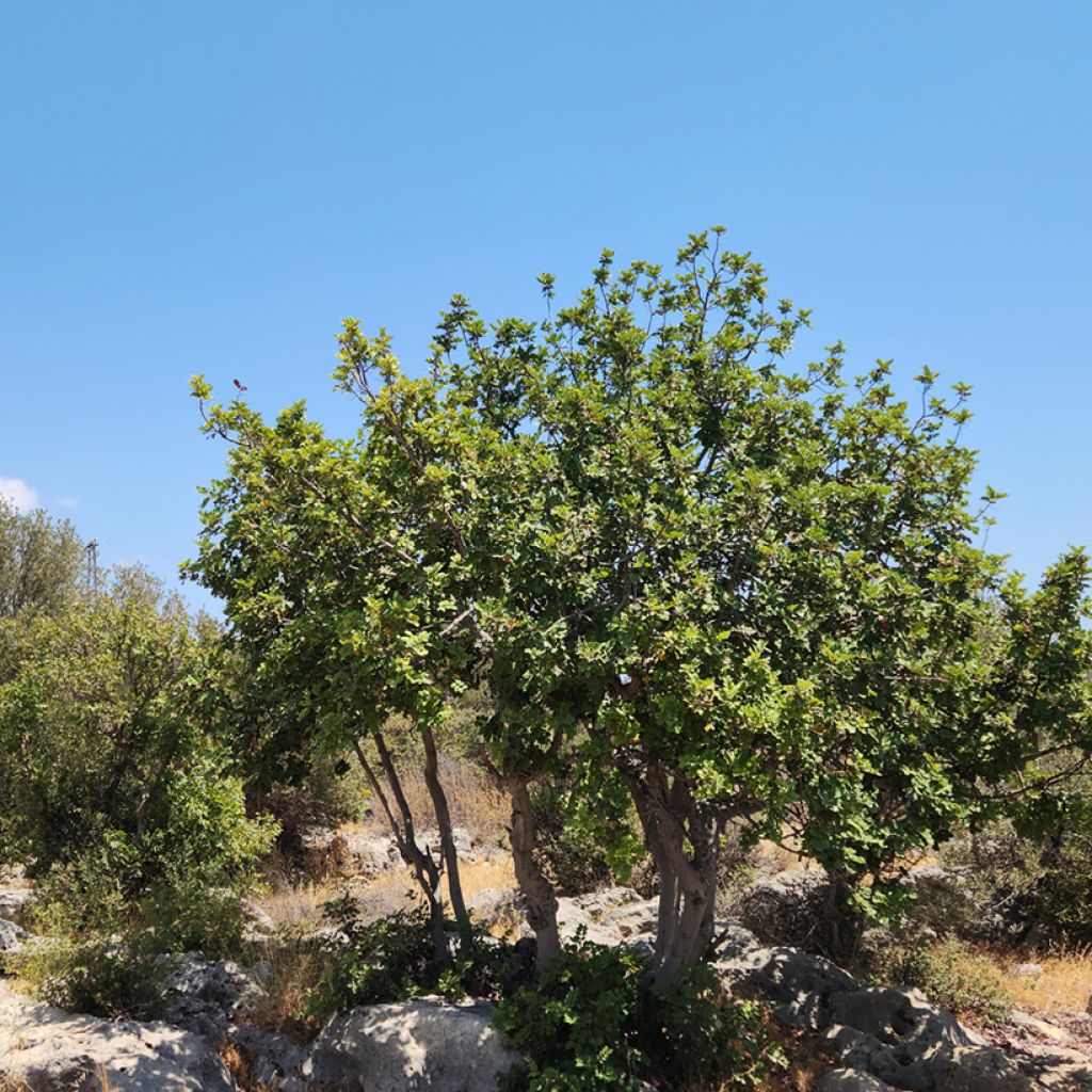 Caroubier - Ceratonia siliqua