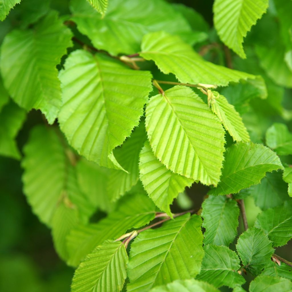Carpinus betulus Fastigiata - Charme fastigié
