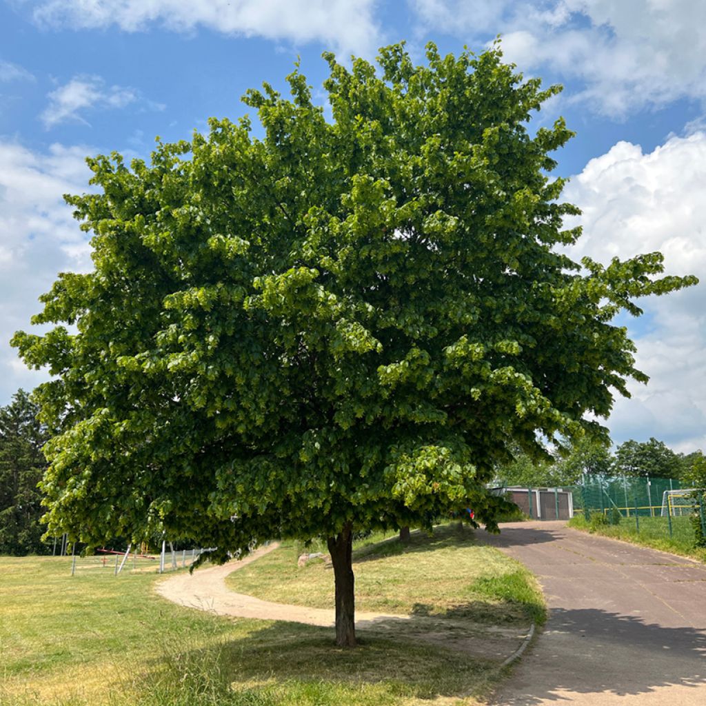 Carpinus betulus Fastigiata - Charme fastigié