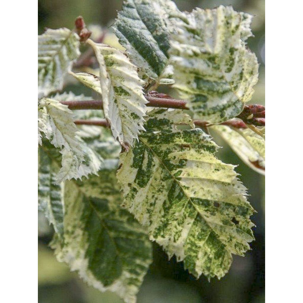 Carpinus betulus Foliis Argenteovariegatis Pendula 