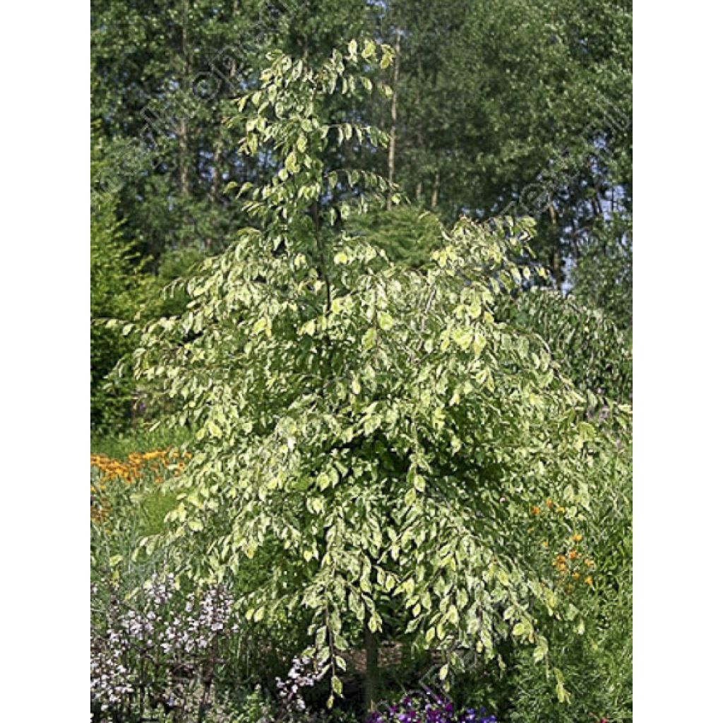 Carpinus betulus Foliis Argenteovariegatis Pendula 