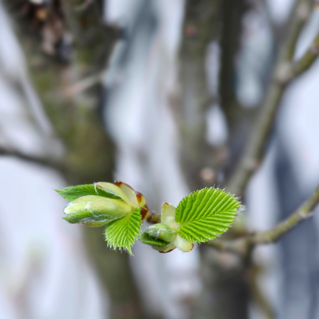 Carpinus betulus Monumentalis - Charme commun