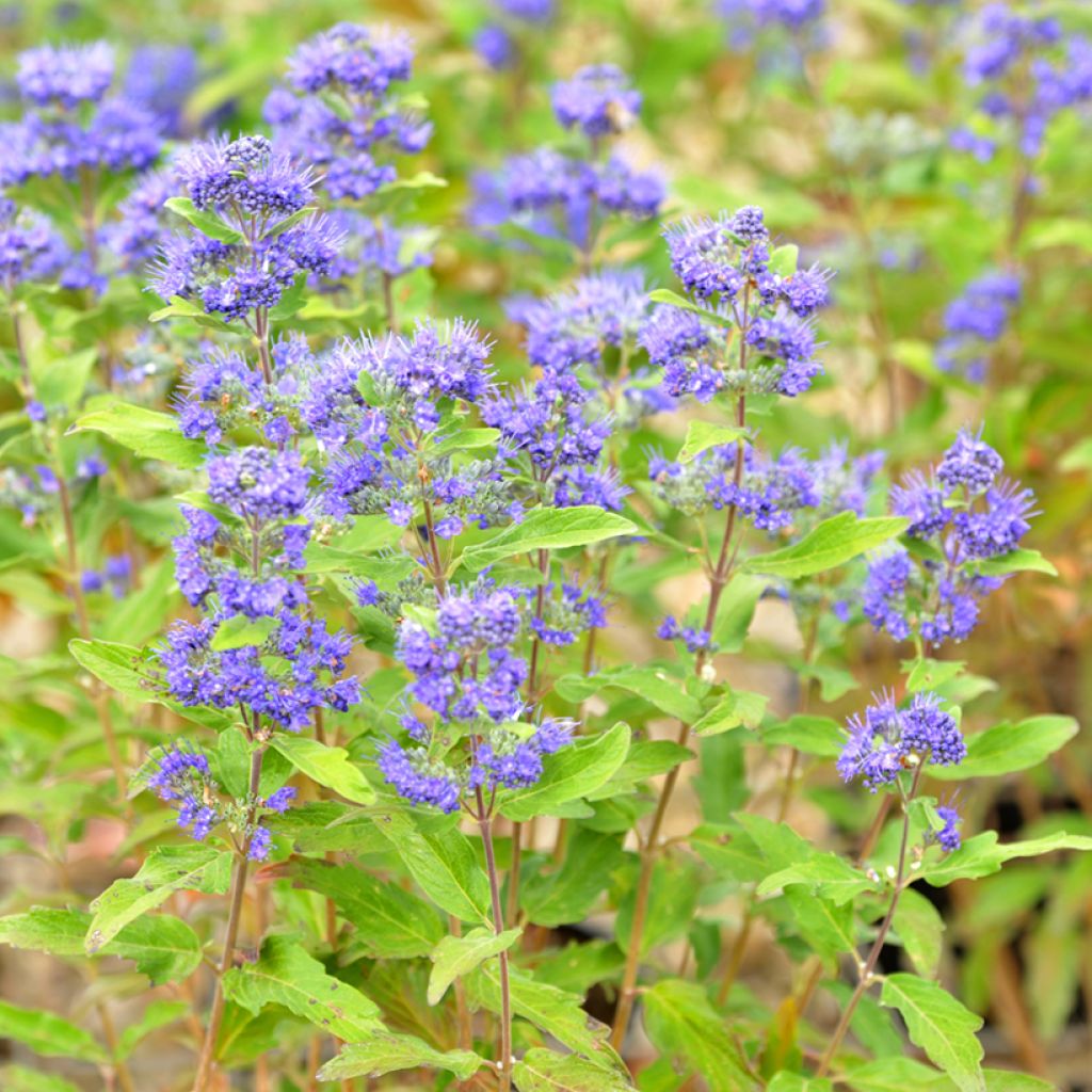 Caryopteris Grand Bleu - Spirée bleue 