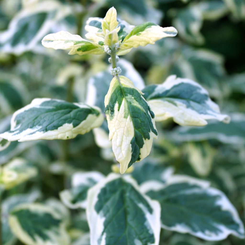 Caryopteris White Surprise - Spirée bleue, Barbe-bleue