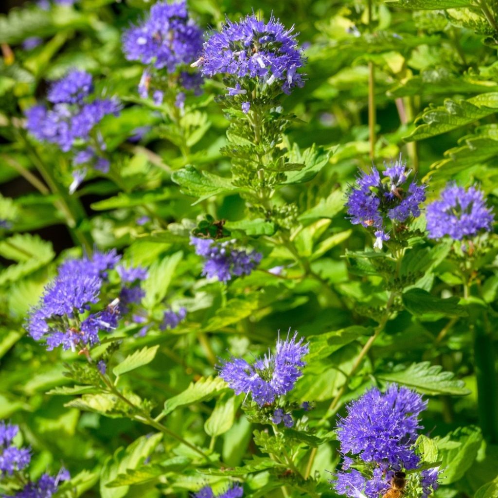 Caryopteris incana Sunny Blue - Spirée bleue, Barbe bleue