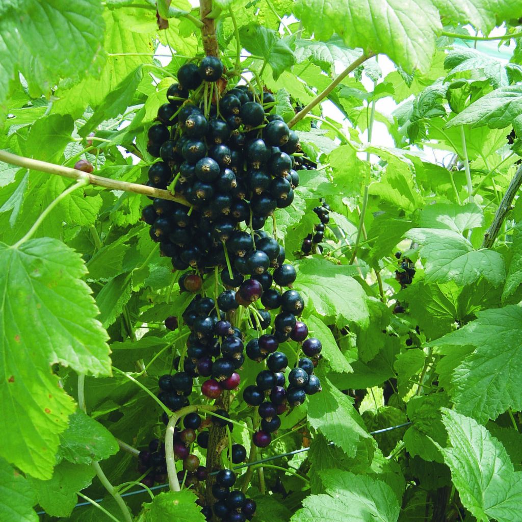 Cassissier Andega Bio en pot de 1,5L/2L