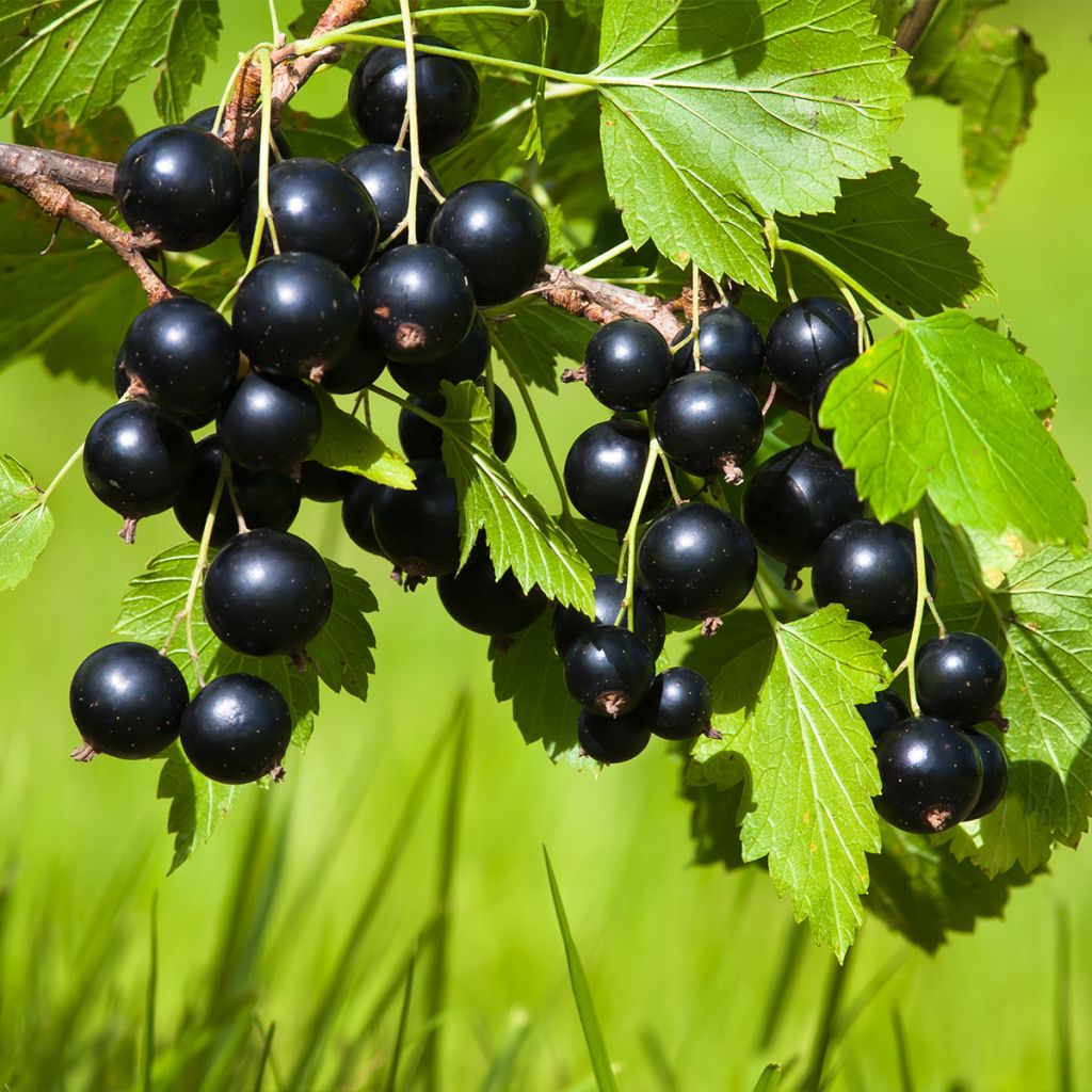 Cassissier Merveille De Gironde - Ribes nigrum 