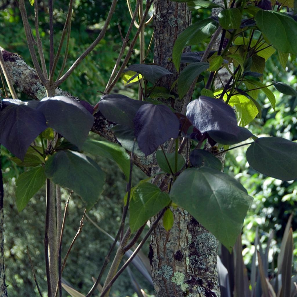 Catalpa erubescens Purpurea - Catalpa pourpre