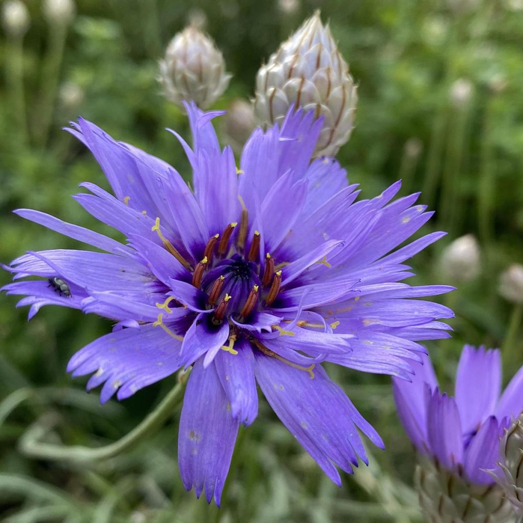 Catananche caerulea - Cupidone
