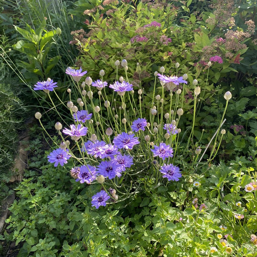 Catananche caerulea - Cupidone