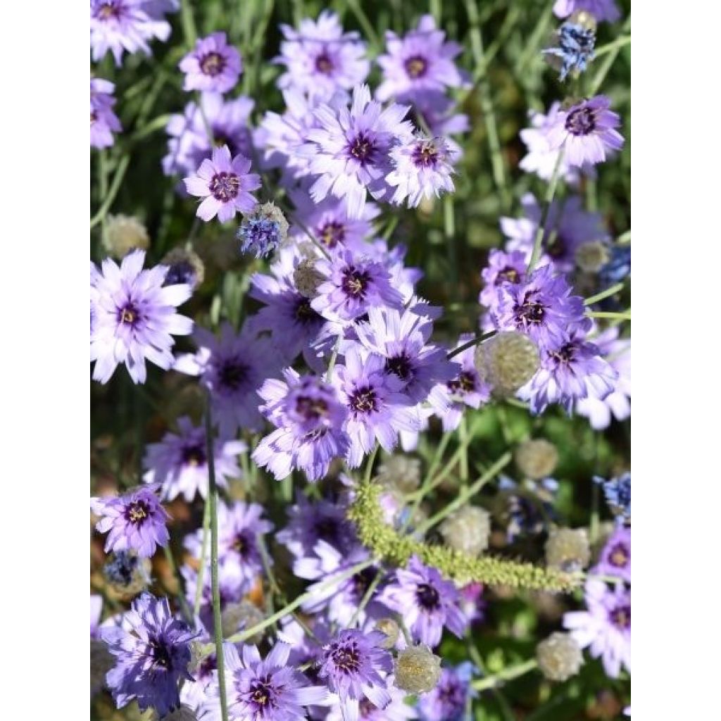 Catananche caerulea - Cupidone