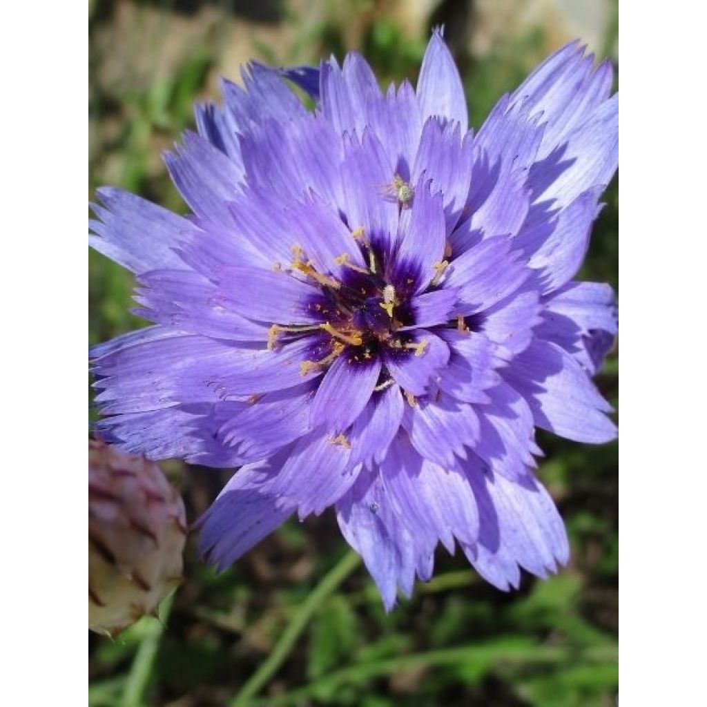 Catananche caerulea - Cupidone