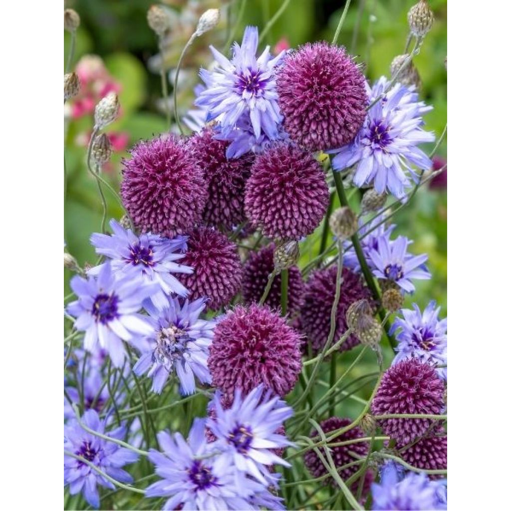 Catananche caerulea - Cupidone