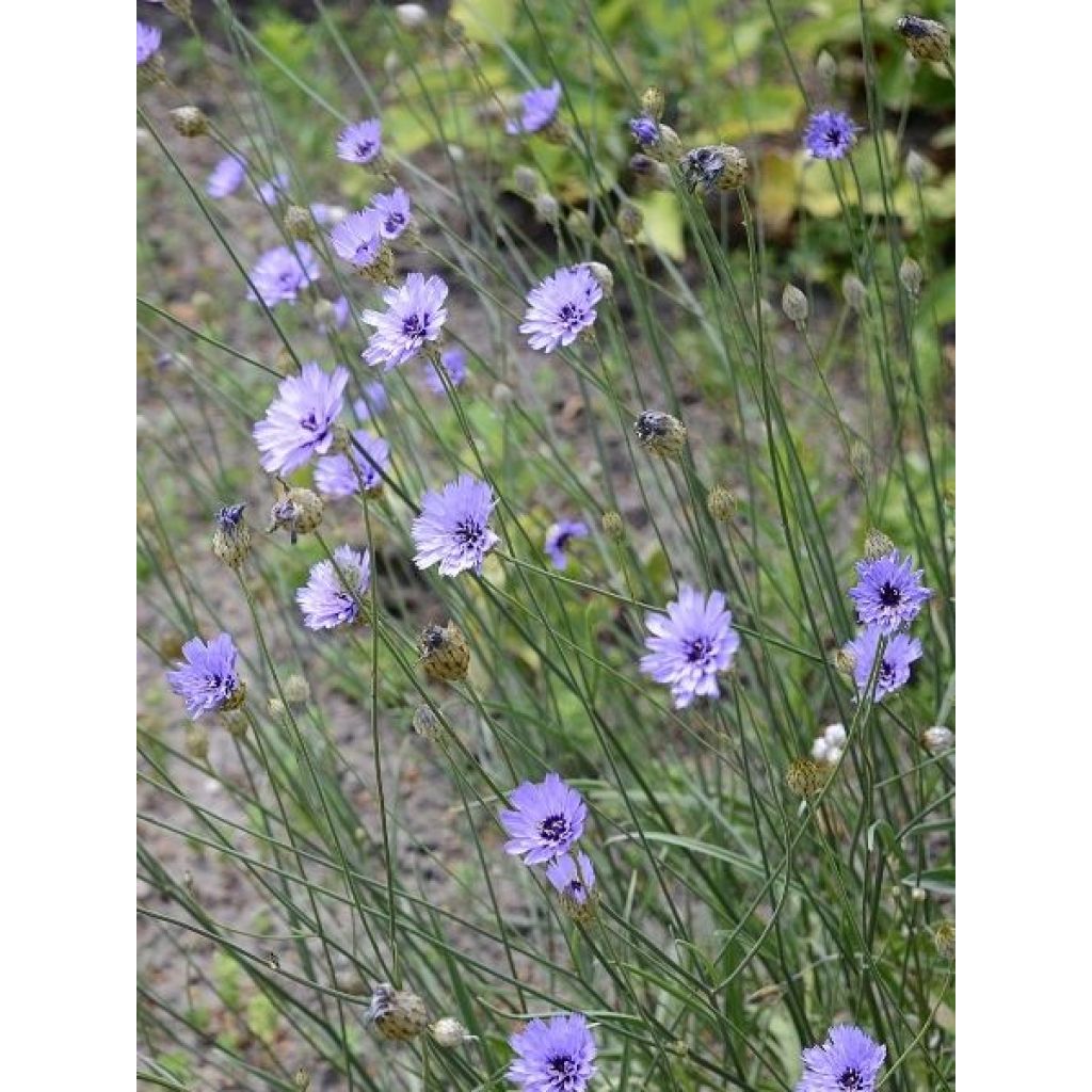 Catananche caerulea - Cupidone