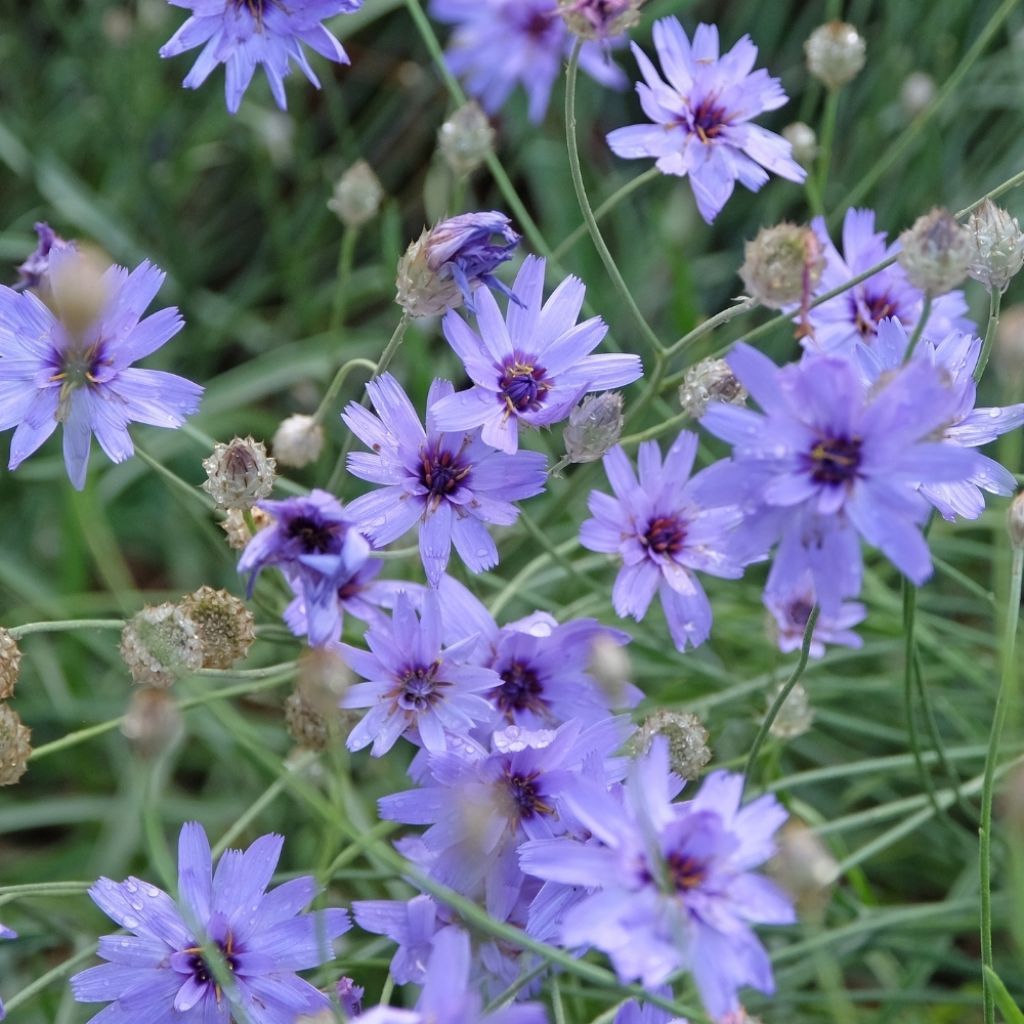 Catananche caerulea - Cupidone