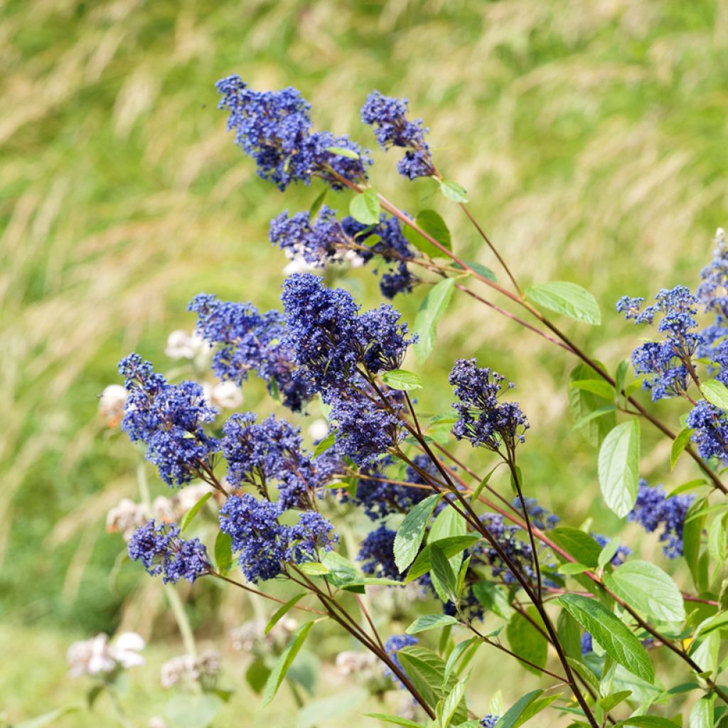 Céanothe Henri Desfossé - Lilas de Californie