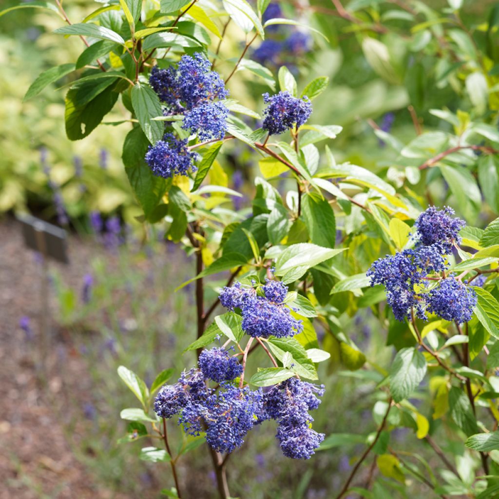Céanothe Henri Desfossé - Lilas de Californie