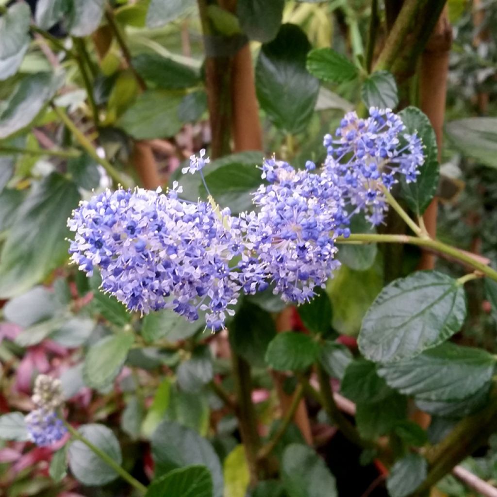 Céanothe arboreus Trewithen Blue