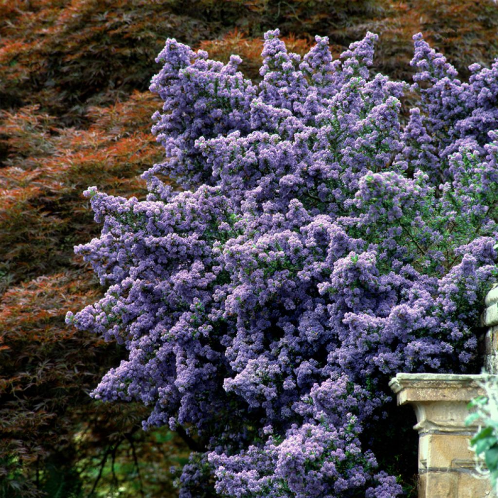 Céanothe impressus Puget Blue - Lilas de Californie