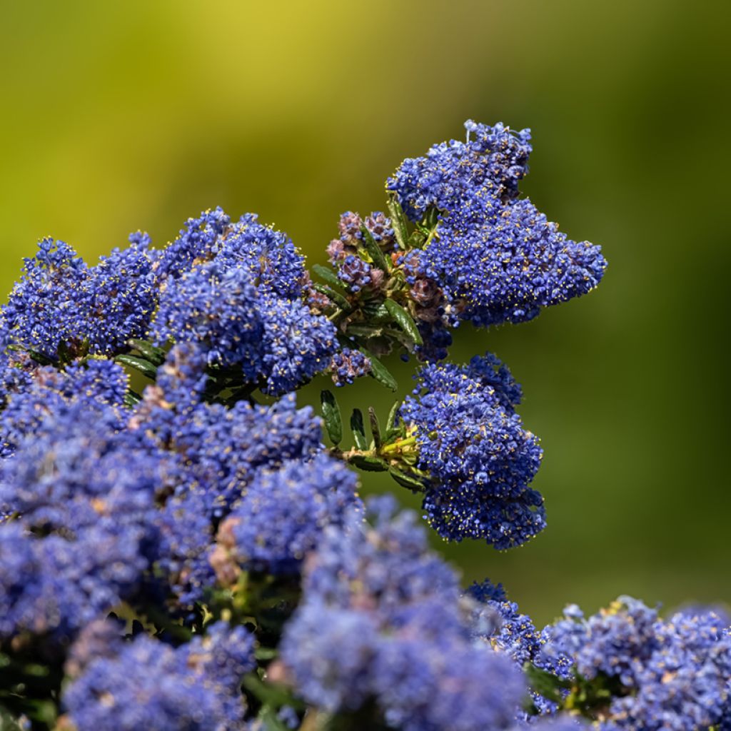 Ceanothus Dark Star - Lilas de Santa Barbara
