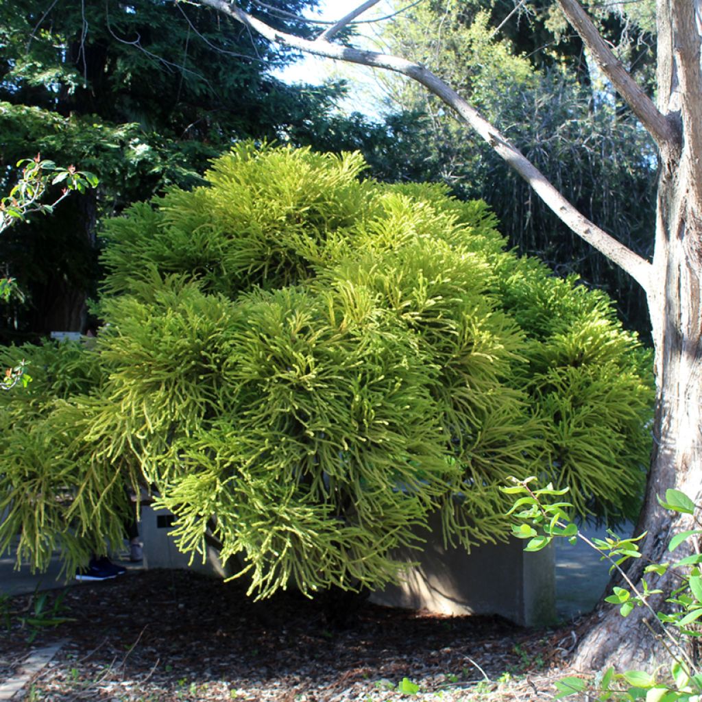 Cryptomeria japonica Globosa Nana - Cèdre du Japon 