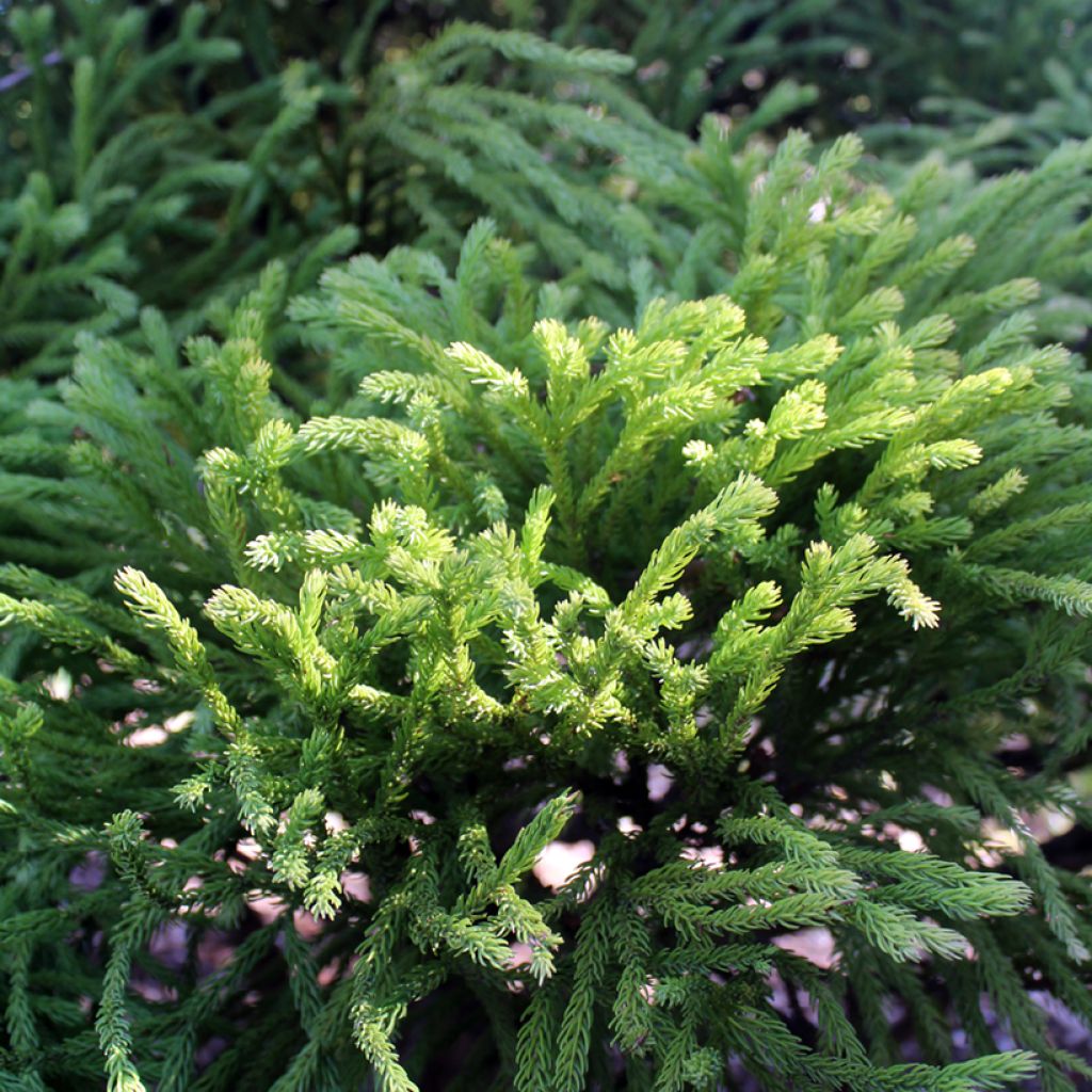 Cryptomeria japonica Globosa Nana - Cèdre du Japon 