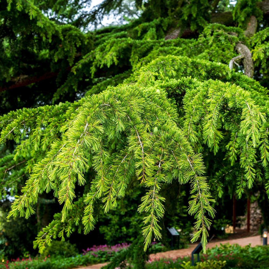 Graines de Cèdre de l'Himalaya - Cedrus deodara