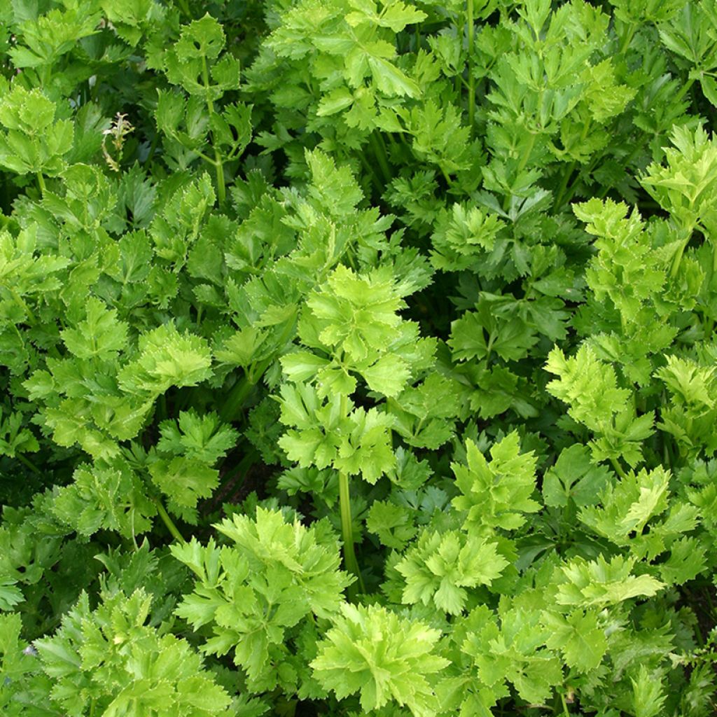 Celeri à couper BIO