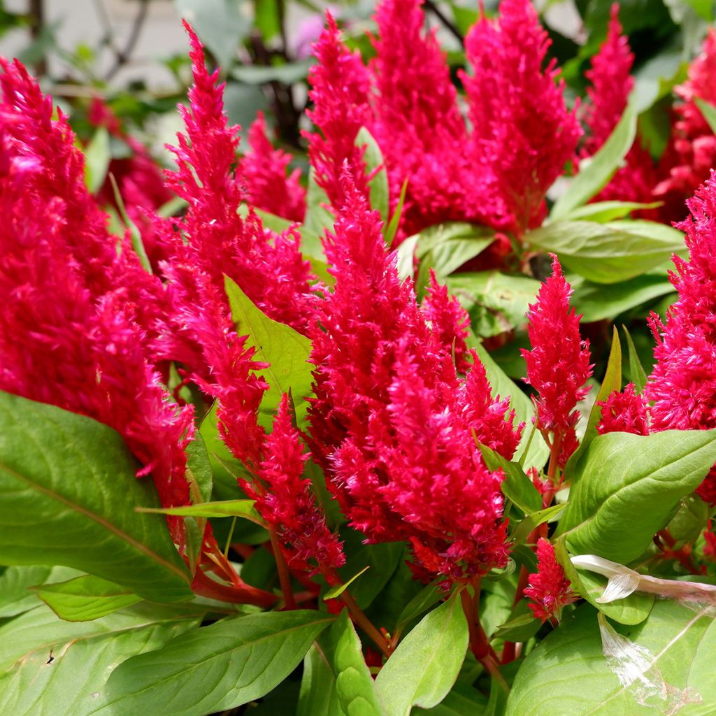 Celosie Kelos Fire Red Mini-mottes