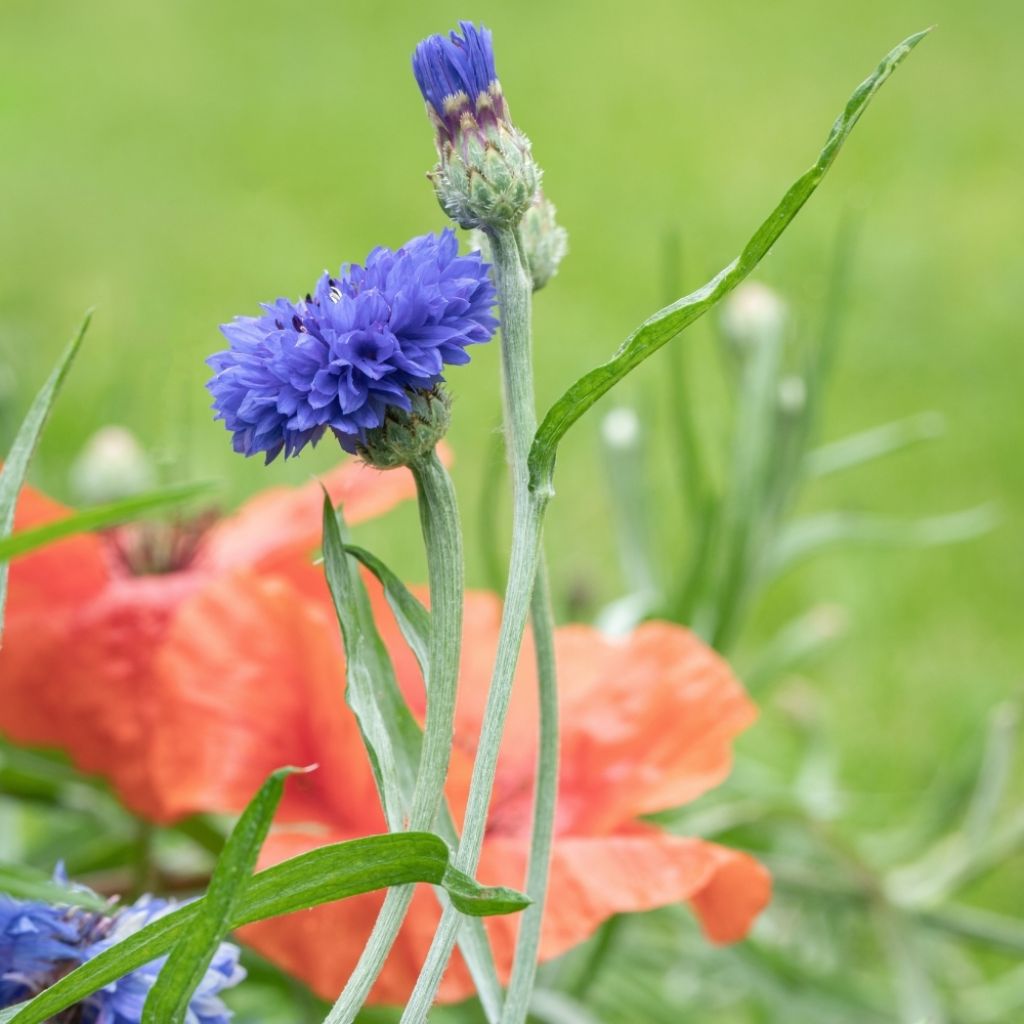 Graines de Centaurée bleuet Pinkie - Centaurea cyanus