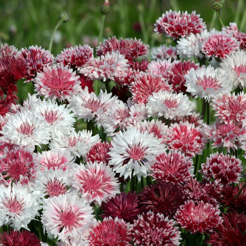 Graines de Centaurée bleuet Classic Romantic - Centaurea cyanus